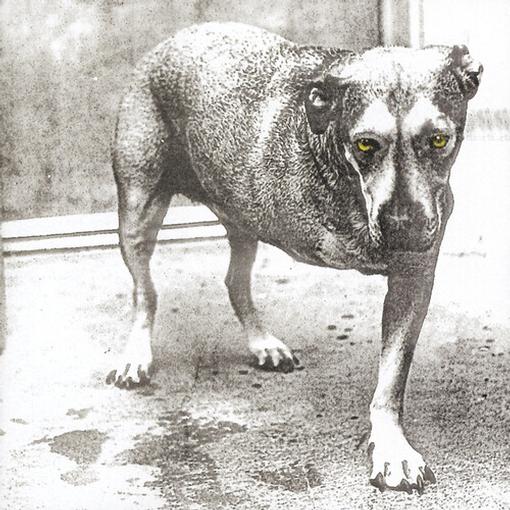 ALICE IN CHAINS - (TRANSLUCENT HIGHLIGHTER YELLOW) 30TH ANN.